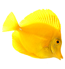 Aquaristics